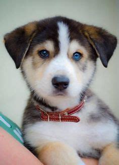 More images for german shepherd puppies with blue eyes » white german shepherd puppies with blue eyes - Google Search | Cani