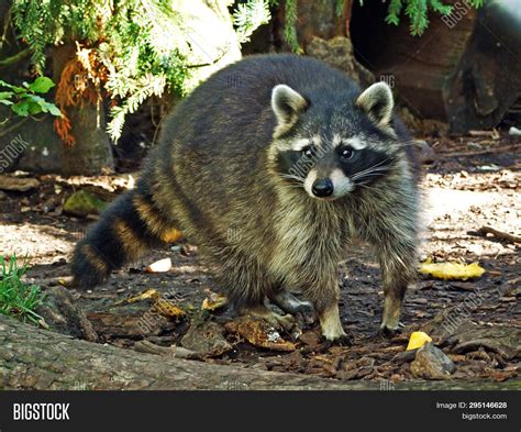 Raccoon Procyon Lotor Image And Photo Free Trial Bigstock
