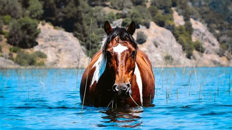 Brown Horse In Water Wallpaper