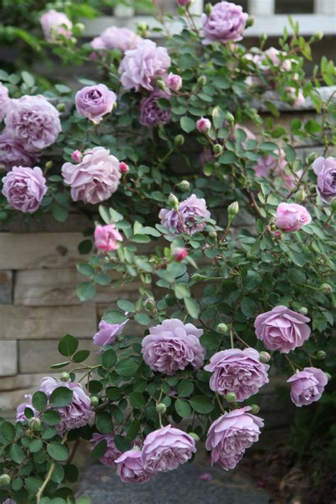 Bluemoon Roses Love The Color Flowers