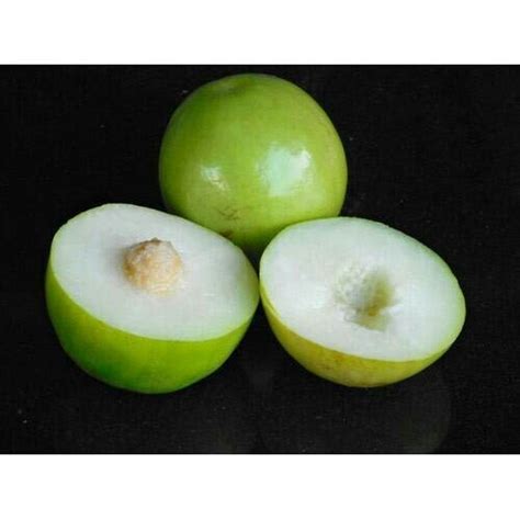 Thai Apple Ber Plant At Best Price In Moradabad Kisan Nursery And