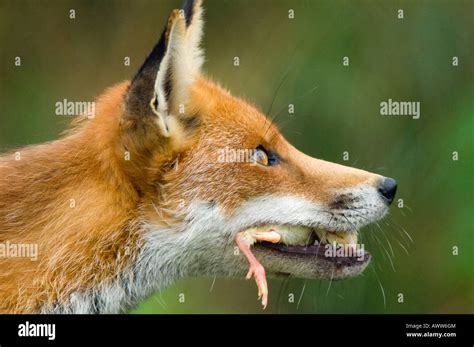 A Red Fox Vulpes Vulpes Eating A Chick Stock Photo Alamy