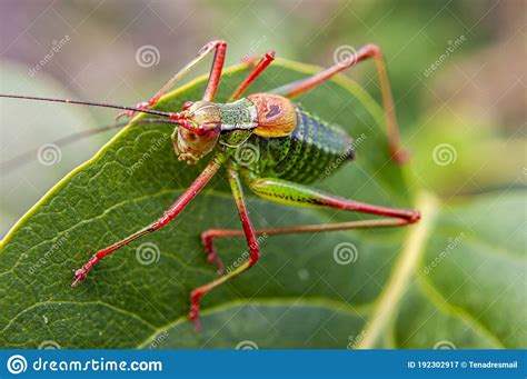 Colorful Cricket On The Leaf Ii Stock Image Image Of Green