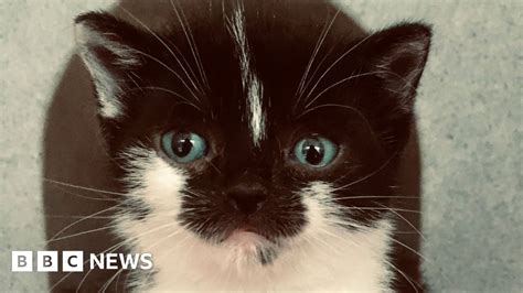 Dwarf Kitten With Massive Personality Rescued In Cornwall Bbc News