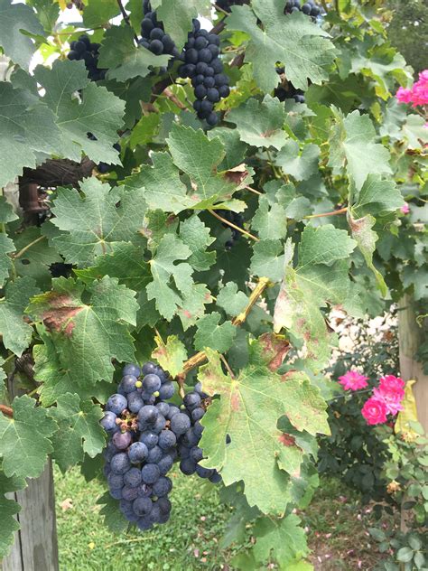 Growing Grapes In Henderson County Nc Nc Cooperative Extension