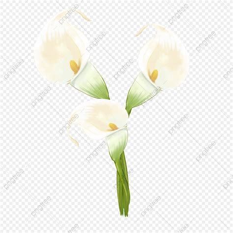 Calla Lily Png Picture Watercolor Wedding Flowers Calla Lily On White