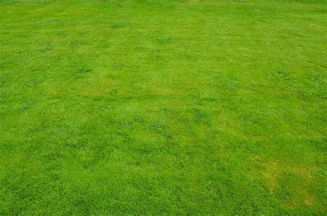 Lawn Grass Green Free Photo On Pixabay Çim Otlar Döşemeler