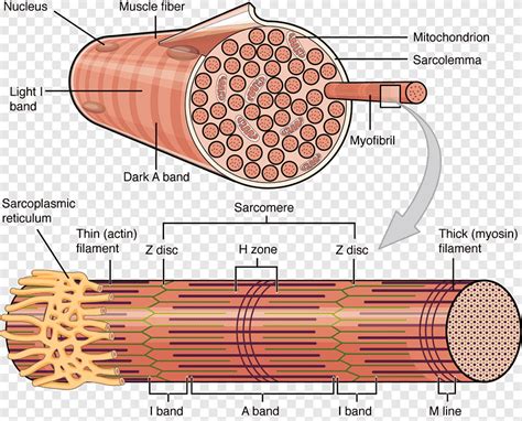 Músculo Esquelético Fascículo Do Músculo Celular De Miócitos Anatomia