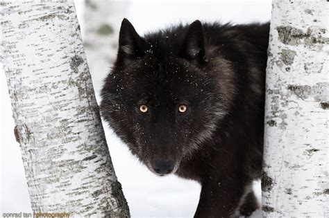 Majestic Black Timber Wolves Photographed Like Youve Never Seen Before