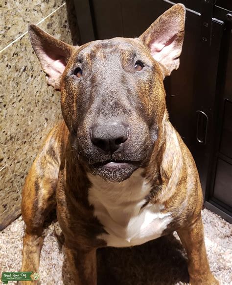 Brindle Bull Terrier Stud Dog In Richmond The United States Breed