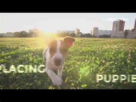 Sell puppies online - Buy or sell puppies online - YouTube