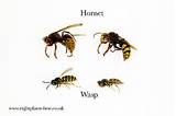 Pictures of Difference Between Wasp And Hornet