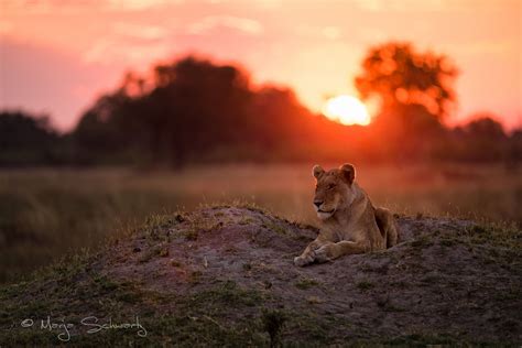 Lioness Sunset Lioness Images National Geographic Travel National