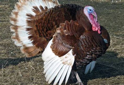 10 Domestic Turkey Breeds Best Common Different Largest Bird