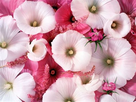 Hd Flowers Widescreen Wallpapers ~ High Definition Wallpaperscool