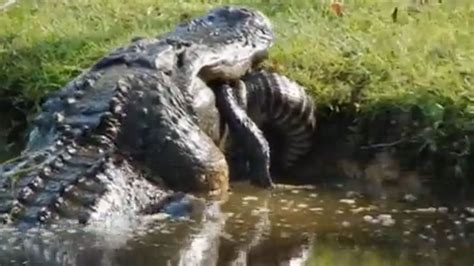 V Deo Mostra Momento Em Que Crocodilo Devora Jacar De Quase Metros Id