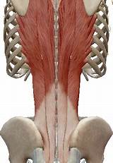 Back Pain On Both Sides Of Spine Pictures