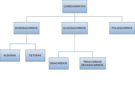 Mapa Conceptual De Carbohidratos ¡guía Paso A Paso
