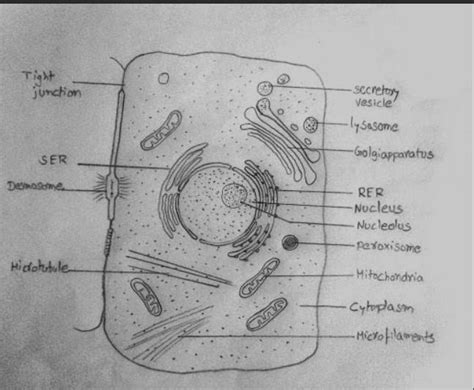 Draw The Typical Eukaryotic Cell Diagram With Label