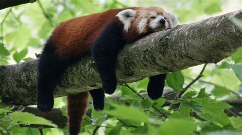 Red Panda Escapes Newquay Zoo For A Wander Around Town Bbc Newsround
