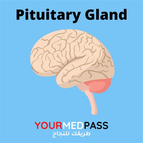 Pituitary Gland Yourmedpass