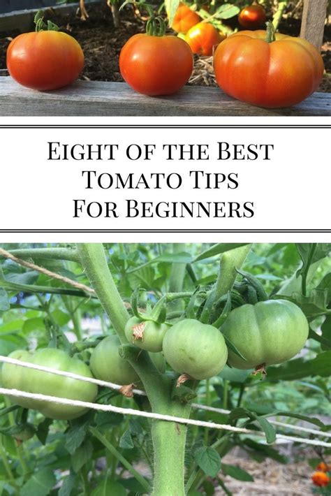 Eight Of The Best Tomato Tips For Beginners Nourishing Pursuits
