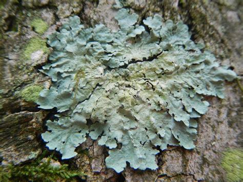 Maybe you would like to learn more about one of these? Lichens Take Center Stage In Mercer County This Month | Princeton, NJ Patch