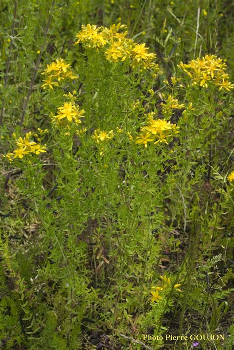Hypericum perforatum extract is an extract of the capsules, flowers, leaves, and stem heads of hypericum perforatum, commonly called st. Identification assiste par ordinateur (IAO) :Millepertuis ...