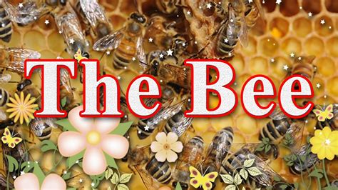 The Bee What Are The 3 Kinds Of Bees Short Story Reading Comprehension Youtube