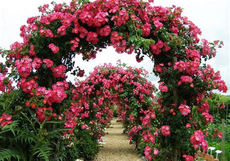 Bộ Hình Ảnh Những Vườn Hoa Hồng Đẹp Nhất Vn
