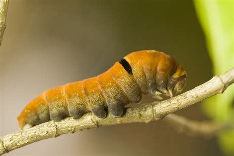 A Beginners Guide To Caterpillar Identification Animal Sake