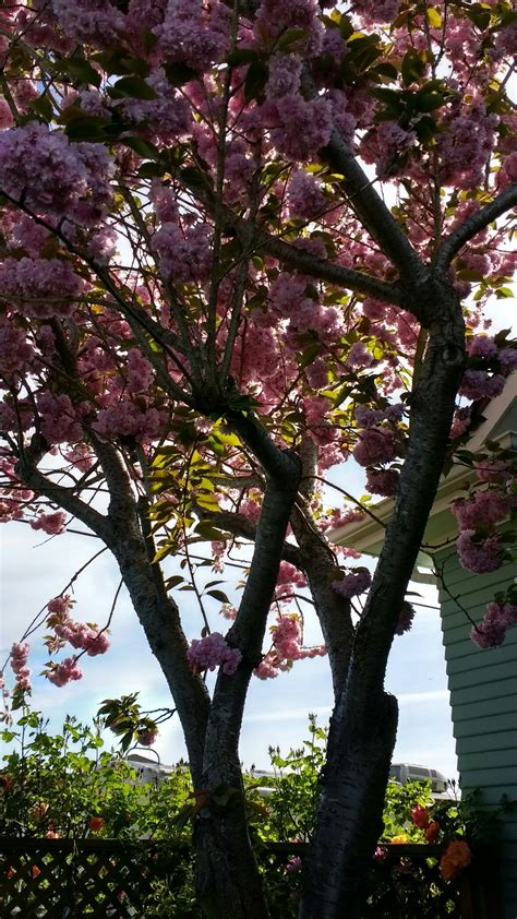My Pink Double Flowering Cherry Tree In Bloom Late April The Blossoms