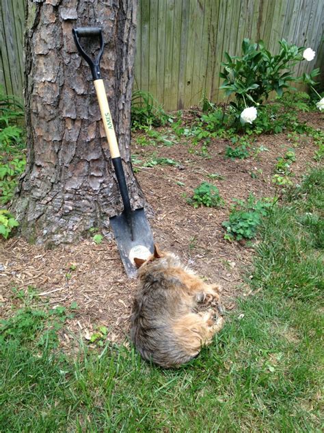 Caption This Dog Every Puppy Needs A Shovel For A Pillow I Still