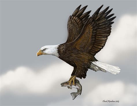Good Fishing Bald Eagle By Chuckrondeau On Deviantart