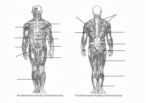 Unlabeled Muscle Diagram Worksheets