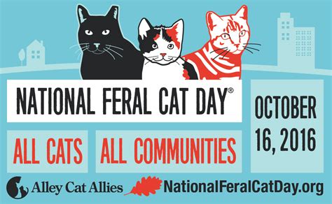 National Feral Cat Day 2016 Alley Cat Allies In Action The Tiniest Tiger