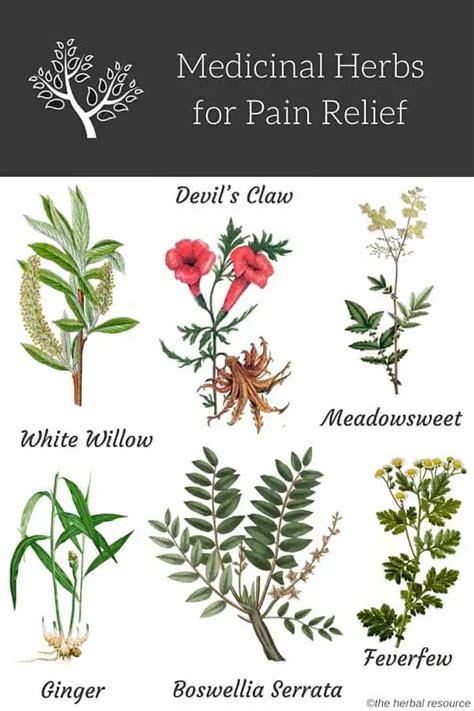 Herbs For Pain Relief Uses And Benefits