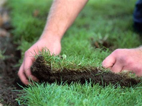 How To Fix Lawn Lumps And Bumps Lawn Edging Garden Care Roses