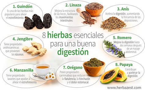 8 hierbas esenciales para una buena digestión HerbaZest