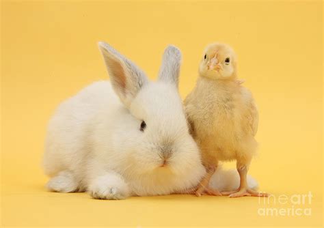 White Rabbit And Bantam Chick On Yellow Photograph By Mark Taylor