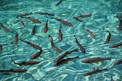 School Of Fish In The Clear Water Of Milanovac Jezero Plitvice