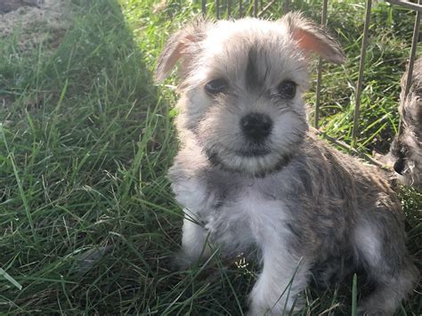 Akc miniature schnauzers 8 weeks old for sale, i have blacks, black and silver and salt and pepper. Miniature Schnauzer Puppies For Sale | Frankfort, IN #309069