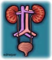 Get info from multiple sources. Keeping Blood Clean | edHelper.com