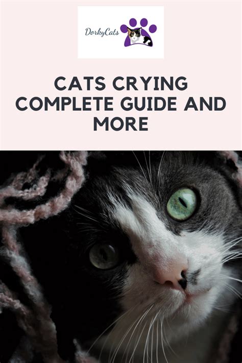 Cats Crying Complete Guide And More