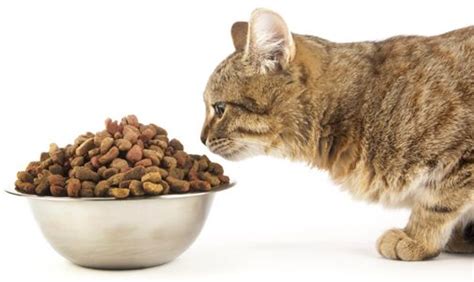 Still, it moderates in protein and is enriched with vitamin a, vitamin d, and lots of cats are smarter than humans when it comes to things they want to eat. Can Cats Eat Oatmeal and What Are The Benefits for Cats ...