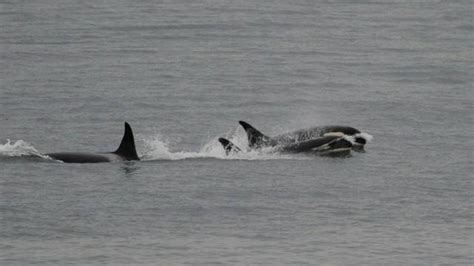 grieving orca mother stops carrying dead calf boston 25 news