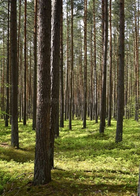 Green Refreshing And Relaxing Spring Landscape In The Forest Stock