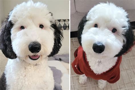 Snoopy Dog Lookalike Storms The Internet With Doggone Cuteness
