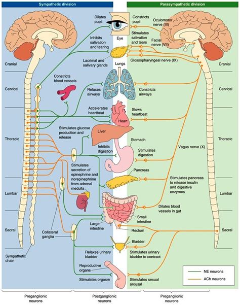 The autonomic nervous system (ans) automatically regulates the function of body systems outside of voluntary control. 34 best Anatomy and Physiology 2 study images on Pinterest | Physiology, Anatomy and Anatomy ...