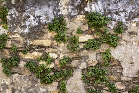 Texture Of Old Wall With Grass Grass Growing On The Wall Stock Image